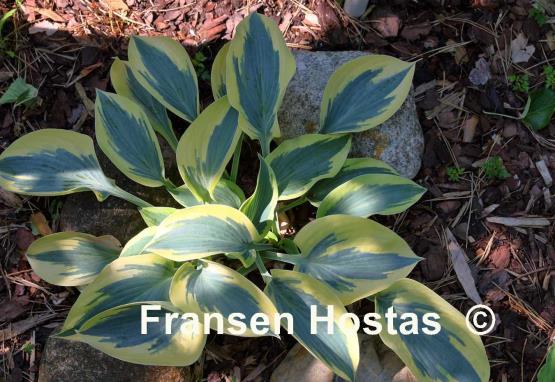 Hosta Sleeping Star